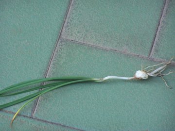 Nothoscordum borbonicum